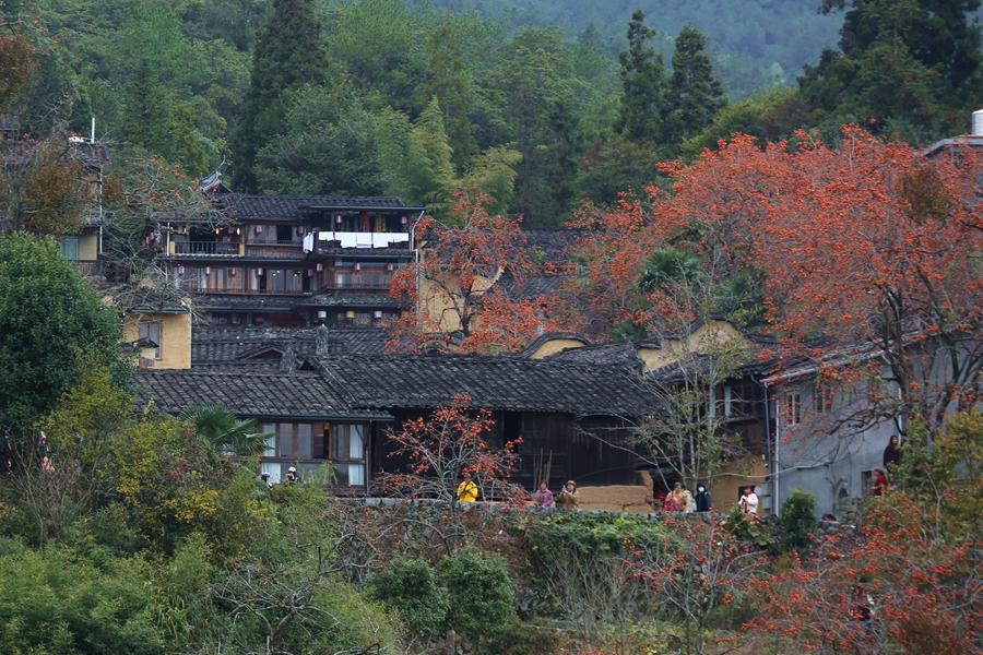 四坪村的柿子樹讓旅游旺季延長了三個(gè)月。李涇荷攝