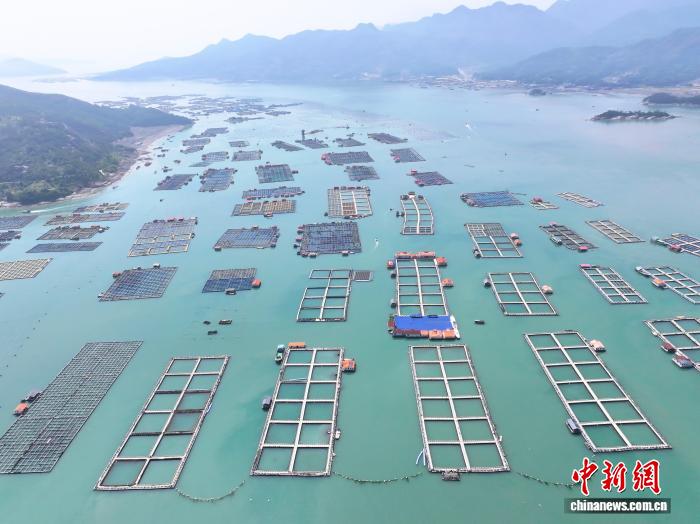 探訪福建寧德三都澳白基灣漁排養殖區